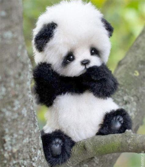 Oct 18, 2018 - Explore Cheri Whalen's board "Cute pandas", followed by 577 people on Pinterest. See more ideas about cute panda, panda bear, panda.